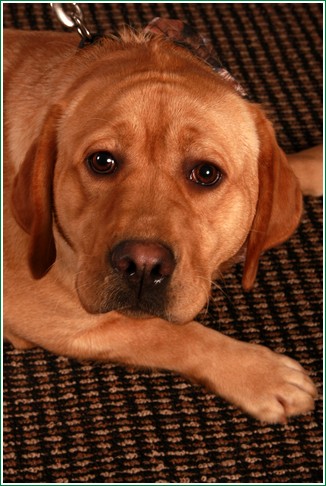 Roxie